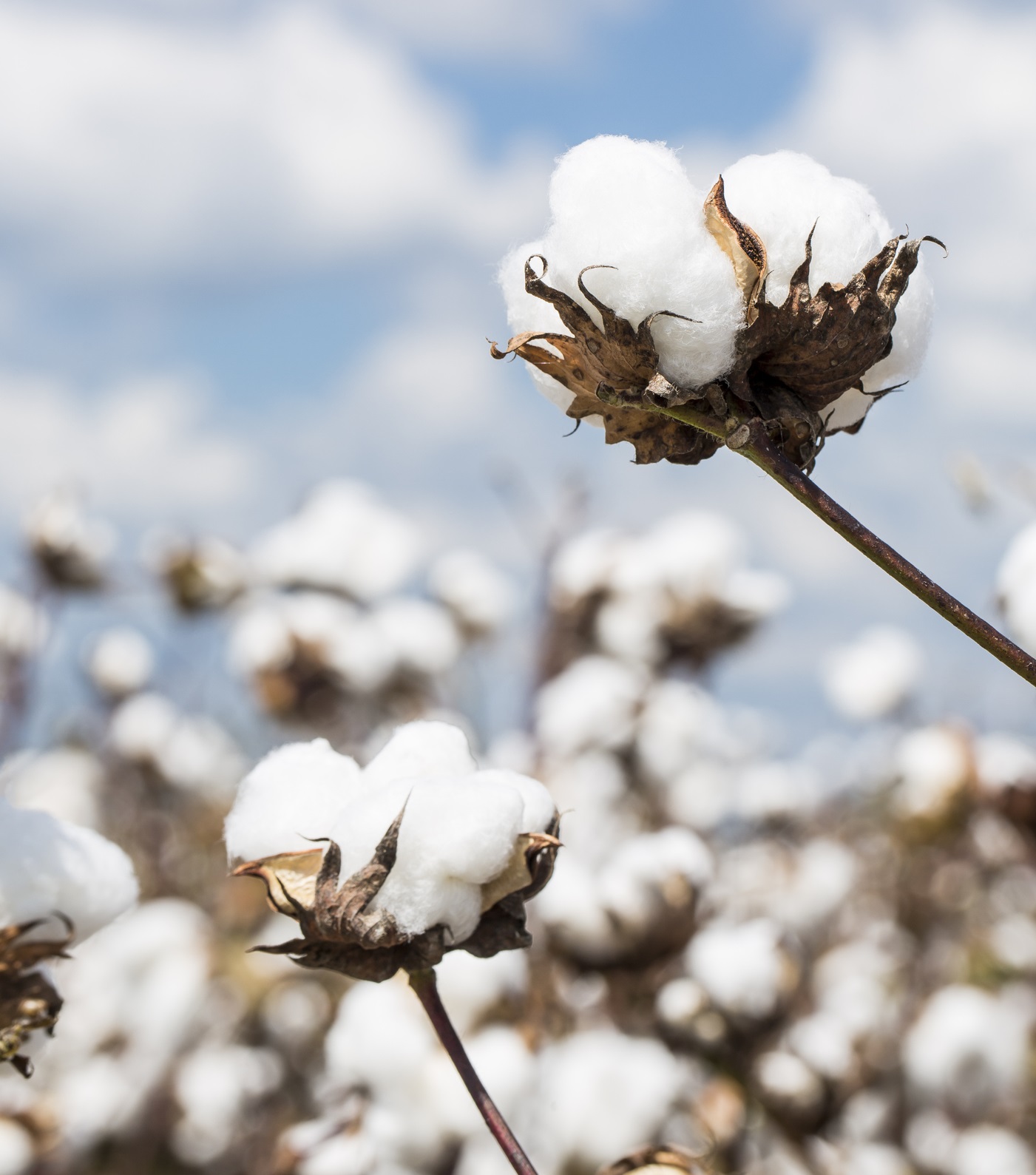 Cotton plant in a Louisiana field